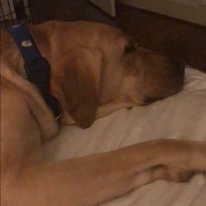 Meet your Posher, Anna